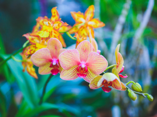 What's So Special About Orchids?