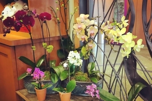 Orchid Sales at NCG