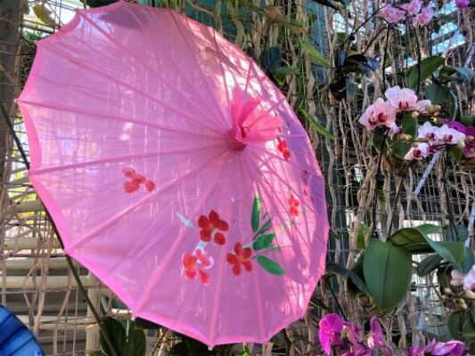 Asian Umbrellas