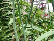 Common Horsetail (Equisetum arvanse)