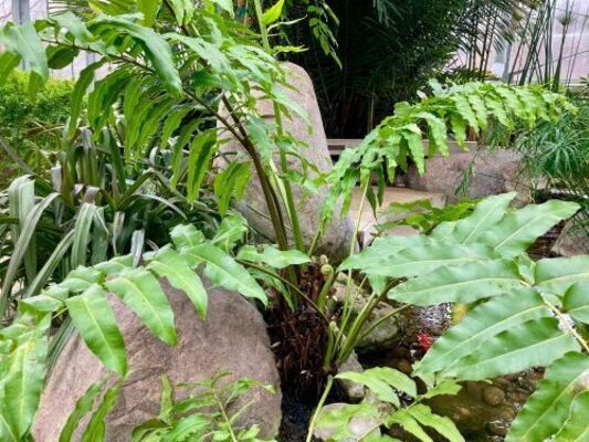 Giant Leather Fern (Acrostichum danaeifolium)