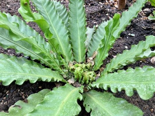 Bird's Nest Ferns (Asplenium nidus)