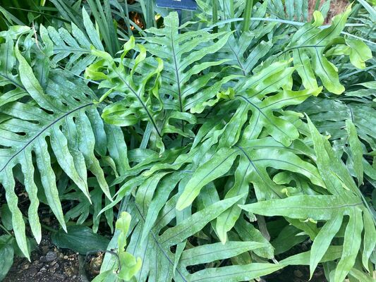 Wart Fern (Microsorum scolopendria)