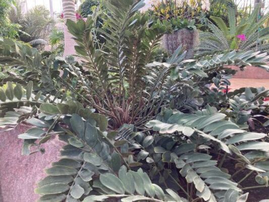 Cardboard Sago (Zamia furfuracea)