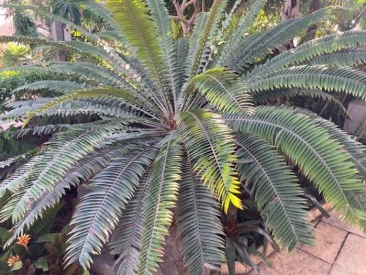 Modjadji Palm (Encephalartos transvenosus)