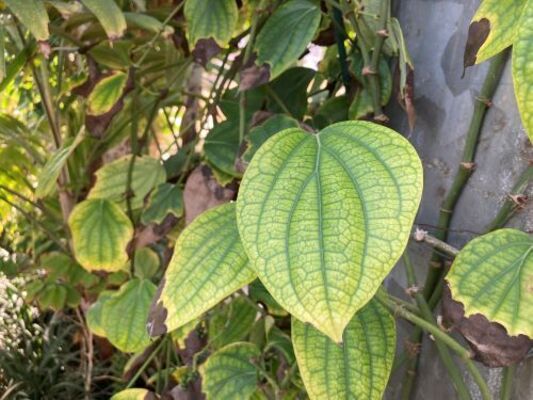 Pepper Plant (Piper nigrum)