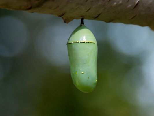 Pupae