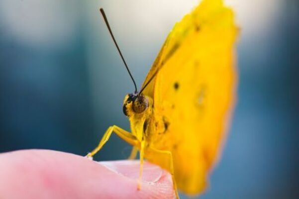 Adult Butterflies & Moths