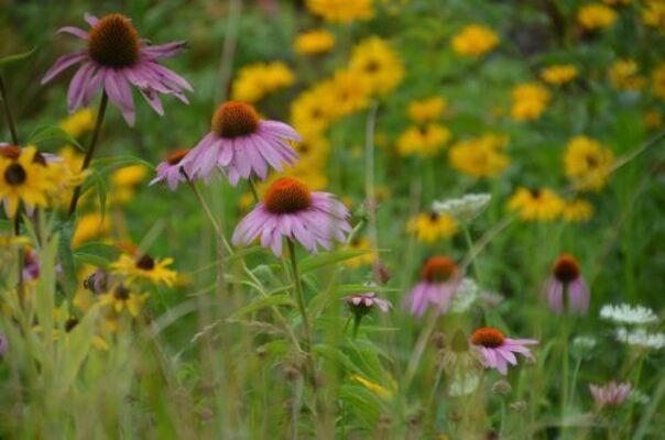 Butterfly Gardening Resources