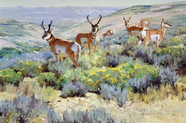 Life in the Sagebrush