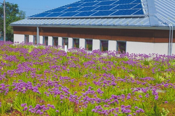 Green Roof Plants