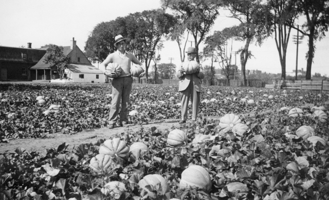 Montreal melon
