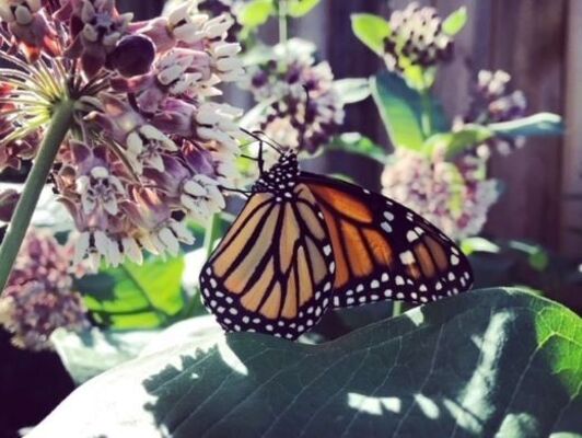 Monarch Butterflies