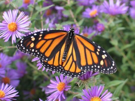 How Long Do Monarchs Live?