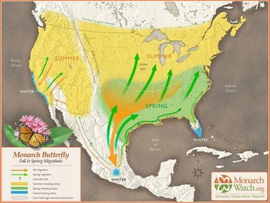 Monarch Migration