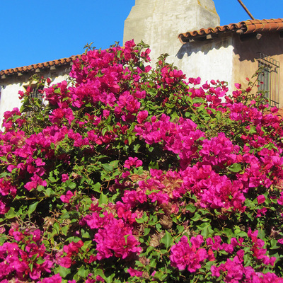 Bougainvillea