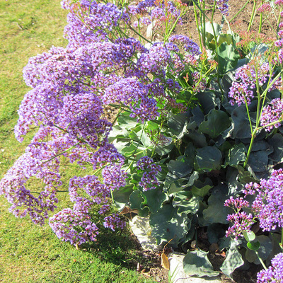 Limonium Perezii