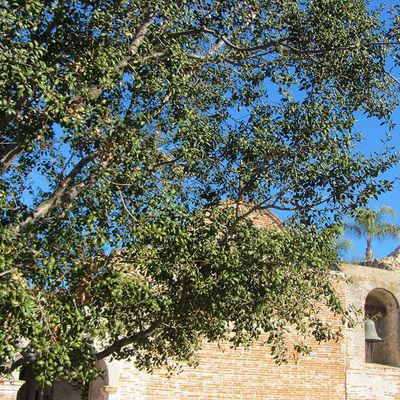 Quercus Agrifolia