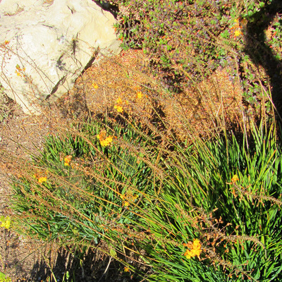 Bulbine Frutescens