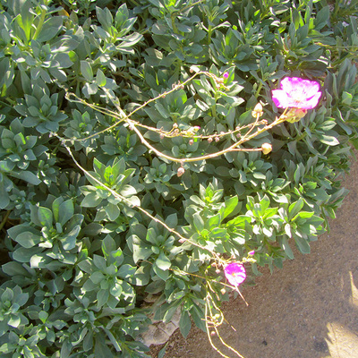 Calandrinia Spectabalis