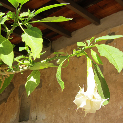 Brugmansia