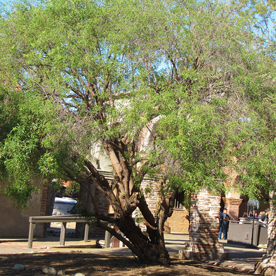 Sambucus Mexicana