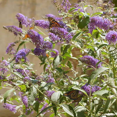 Buddleja