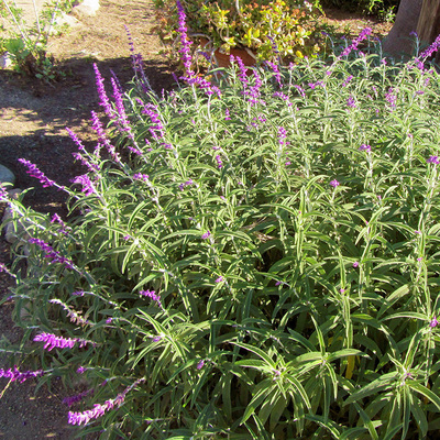 Salvia Leucantha