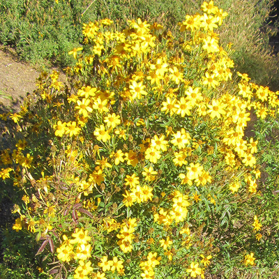 Tagetes Lucida