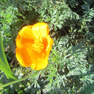 Eschscholzia California