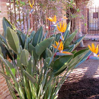 Strelitzia Reginae