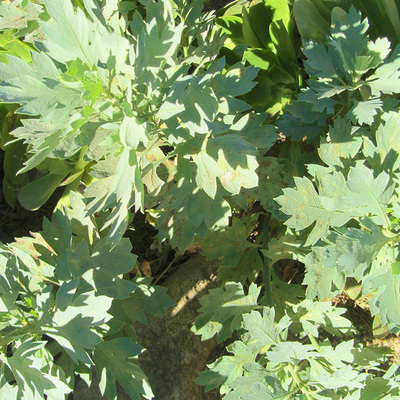 Romneya Coulteri