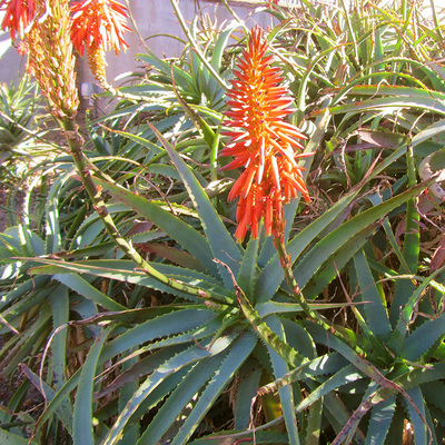 Aloe Arborescens