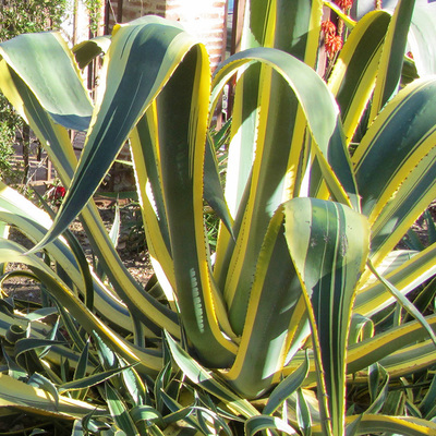 Agave Americana Variegata