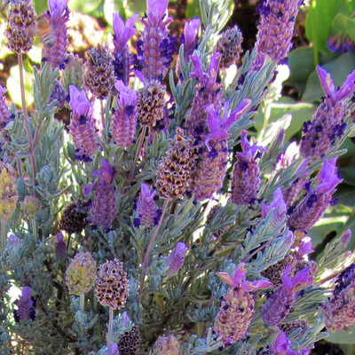 Lavandula Stoechas