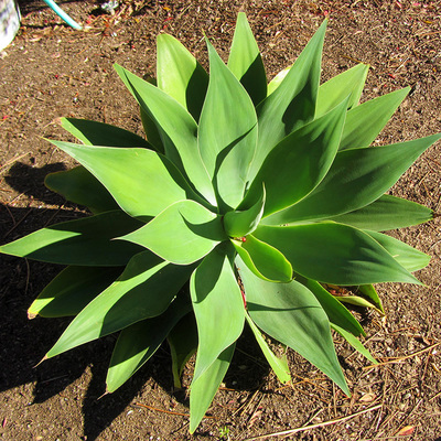 Agave Attenuata