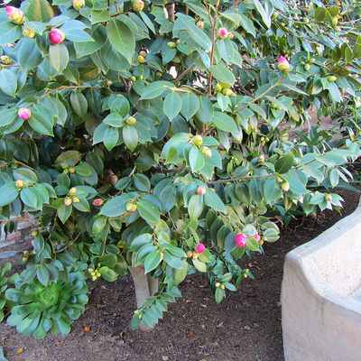 Camellia Japonica