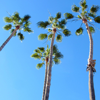 Washingtonia Filifera