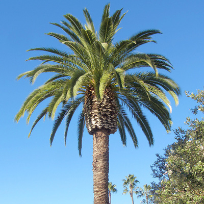 Phoenix Canariensis