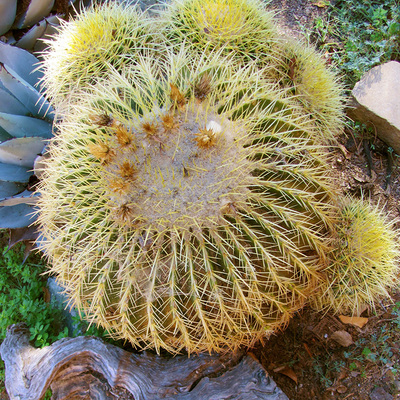 Ferocactus