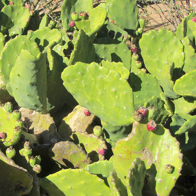 Opuntia