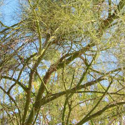 Parkinsonia Aculeata