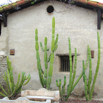 Cereus Peruvianus