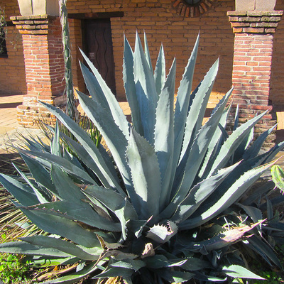 Agave Americana