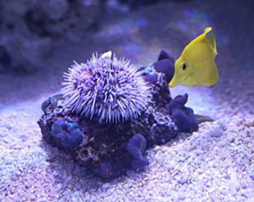 Coral Reef Aquaria