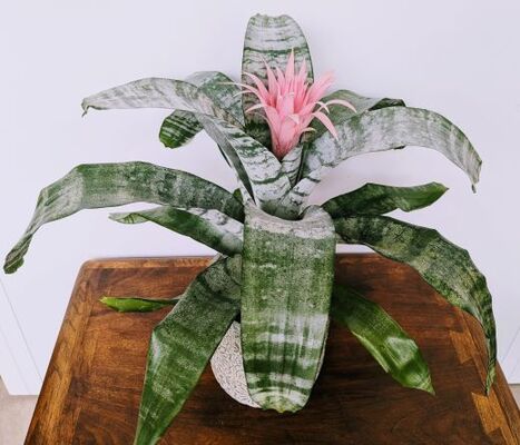 Silver Vase Bromeliad - Aechmea fasciata