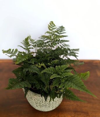 Rabbit’s Foot Fern (Davallia trichomanoides)