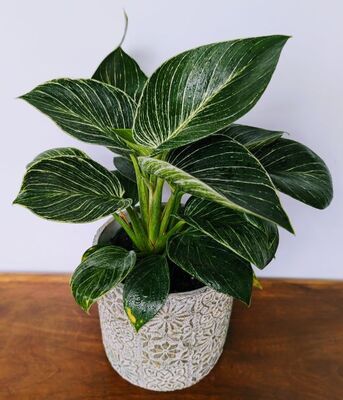 White Measure Philodendron  (Philodendron berkin) 