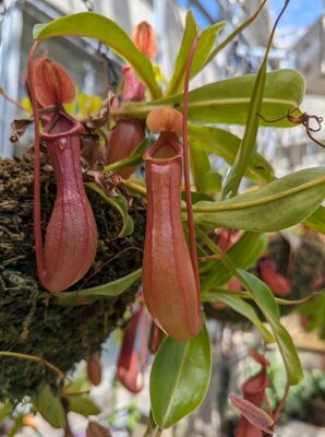 Pitcher Plant - (Nepenthes x ventrata)