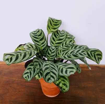 Calathea Burle Marx (Ctenanthe burle-marxii )